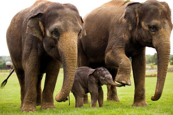 Asian-Elephants-big