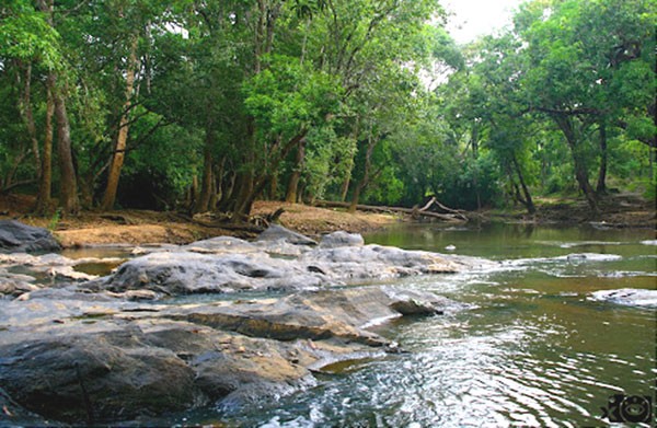 Kerala-Forest-with-water-bi