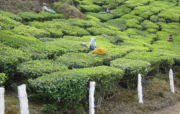 Tea-Plantation-Munnar-Big