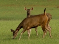 Deer-Big
