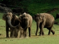 Three-Elephants-Big